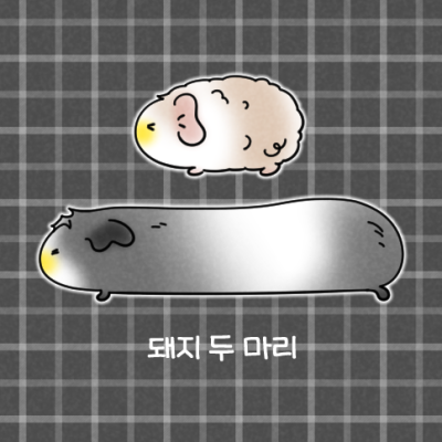 돼지 두 마리