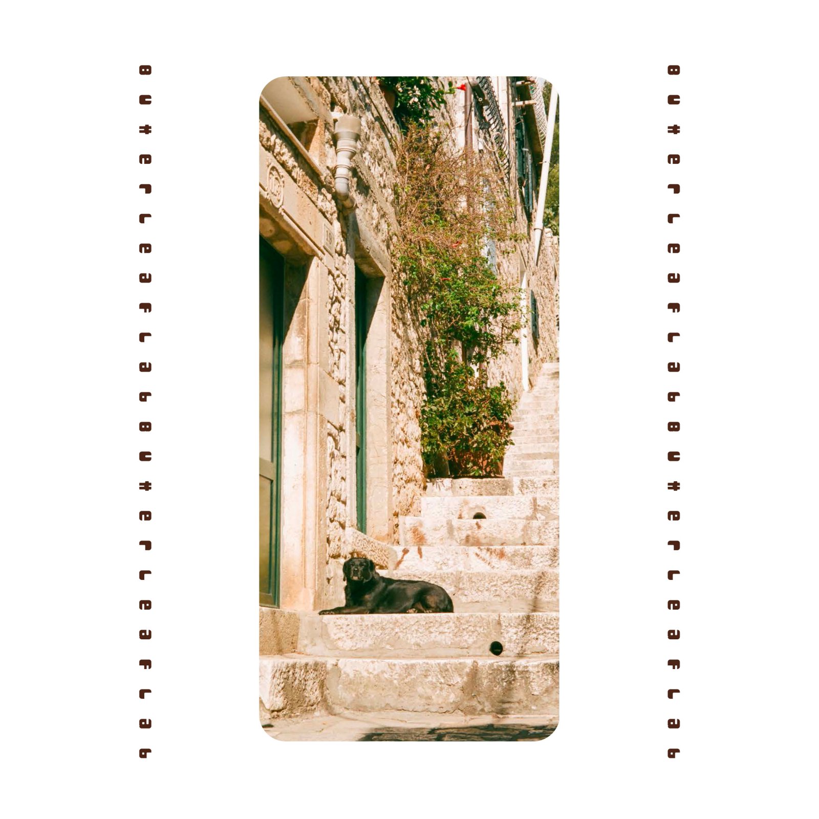 크로아티아-검은 개